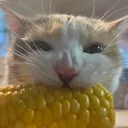 corn_cat