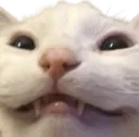 catCrazySmile2 catCrazySmile2