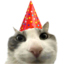 partyhatcat Discord emoji