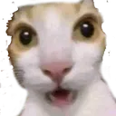 Shockedcat ShockedCat Discord Emoji