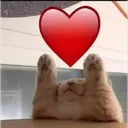 cat_heart_hold