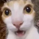 catshock