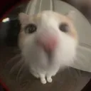 wyd