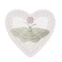 03_Alaceheartbutterfly