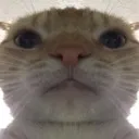 staring_cat