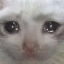 catcry