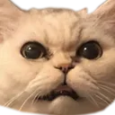 kakoon