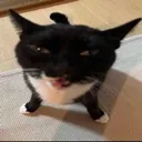 idkhowtonamethiscat