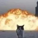 boomcat