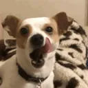 dog_yawn