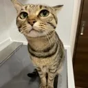 cluelesscat