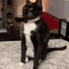 GetCheesedIdiot GetCheesedIdiot