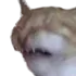 cringecat