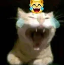 laughcatter