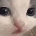 saddkitteh