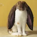 lop