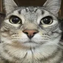 cat1