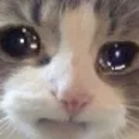 Cat_Sad