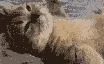 chillcat