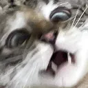 CatScared