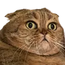 Mel_Shocked