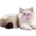 binkcat3 Discord Emoji