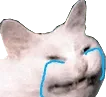Cat Cry catcry Discord Emoji