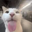 Cat Blep catblep Discord Emoji