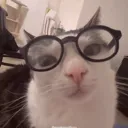 nerdcat