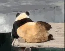 pandarock