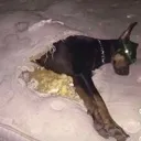 livdog