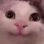 ehmokcat Discord Emoji