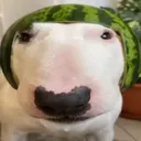 watermelondog