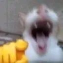 CarLaughNPoint Discord Emoji