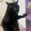 CarRethinkingLifeChoices Discord Emoji