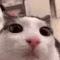 plink plink