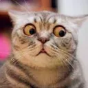 JK_CatLook