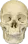 Skull Skull