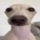 curseddoge