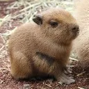 CAPYBARA