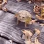 muhahaha