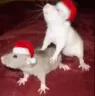 xmasratsex