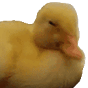 DuckSMH