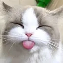 bleh