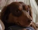 smug