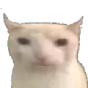 bruhcat