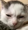 6387tiredmichi