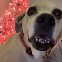stellawtf