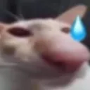 cat_xamlul