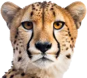 petcheetah